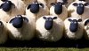 sheep-1za99yo.jpg