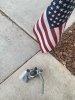 IMG_3690.jpeg