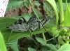 assassin bug a.jpg