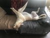 IMG_3591.jpeg