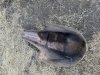 IMG_4824.jpeg