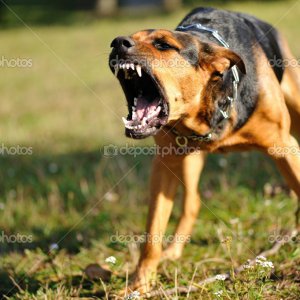 depositphotos_2058037-Angry-dog-with-bared-teeth