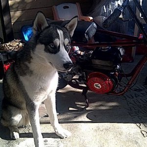 my dog n my mini bike