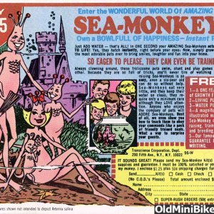 sea-monkeys