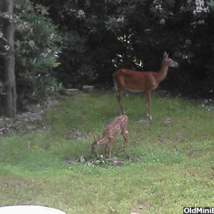 fawn_and_mom
